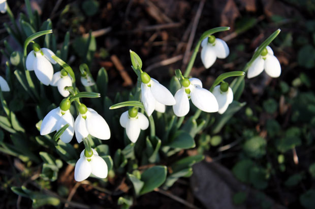 ФОТО: Процветале висибабе, маслачак поранио, пчеле уносе полен у кошнице